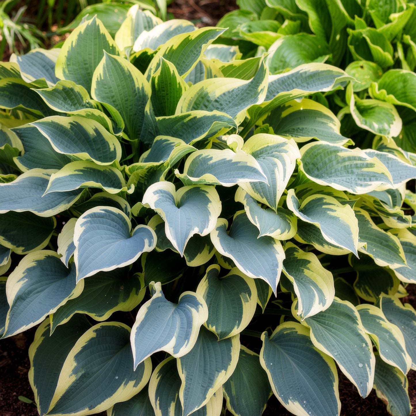 Vibrant Hosta Plantain Lily Variety Mix (Hosta ventricosa)