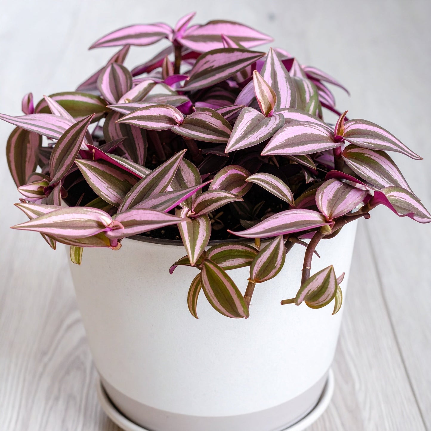Velveteen Trails Pink Furry Wandering Dude (Tradescantia blossfeldiana 'Pink Furry')