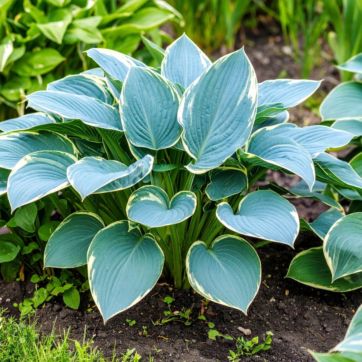 blue dress for baby girl Blue Hosta Seeds (Hosta sieboldii) – The Lush Leaf