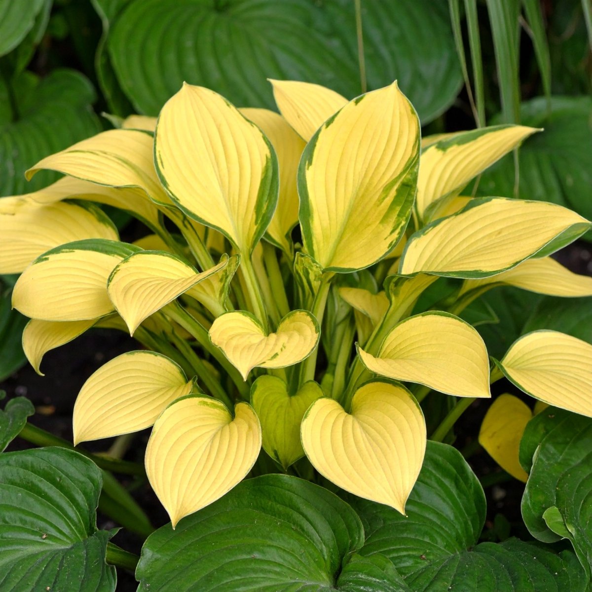 Golden Mouse Ears Hosta (Hosta Mouse Ears) - The Lush Leaf