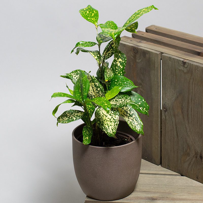 Japanese Dracaena Bamboo Florida Beauty - The Lush Leaf