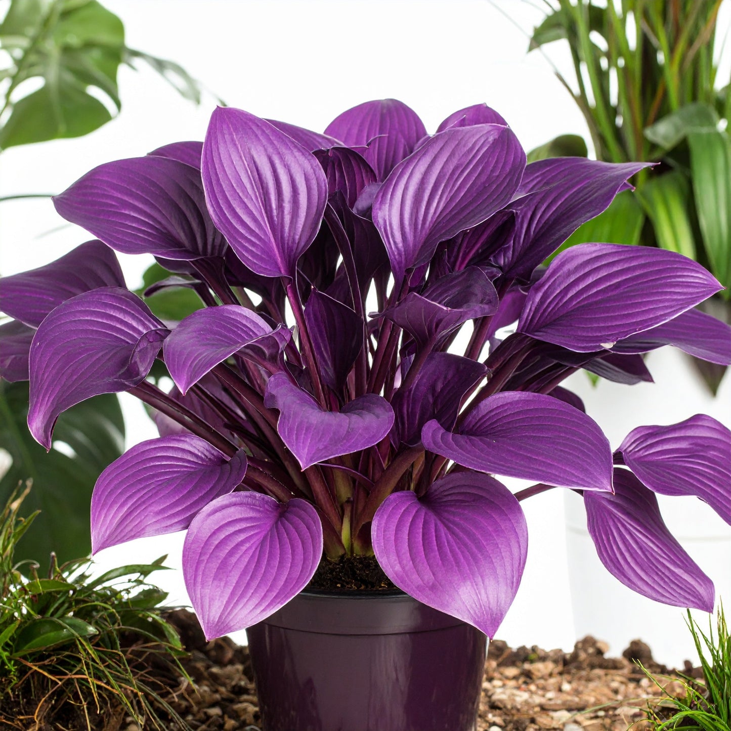 Vibrant Hosta Plantain Lily Variety Mix (Hosta ventricosa)