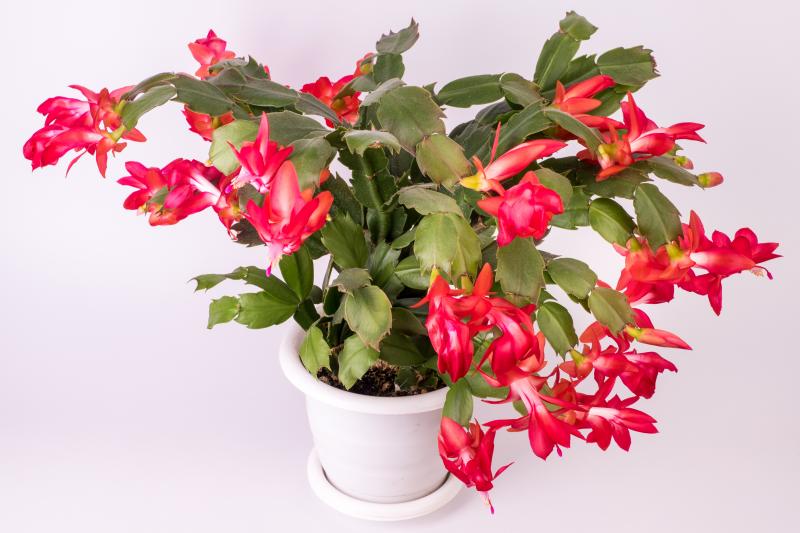 Thanksgiving Cactus - The Lush Leaf