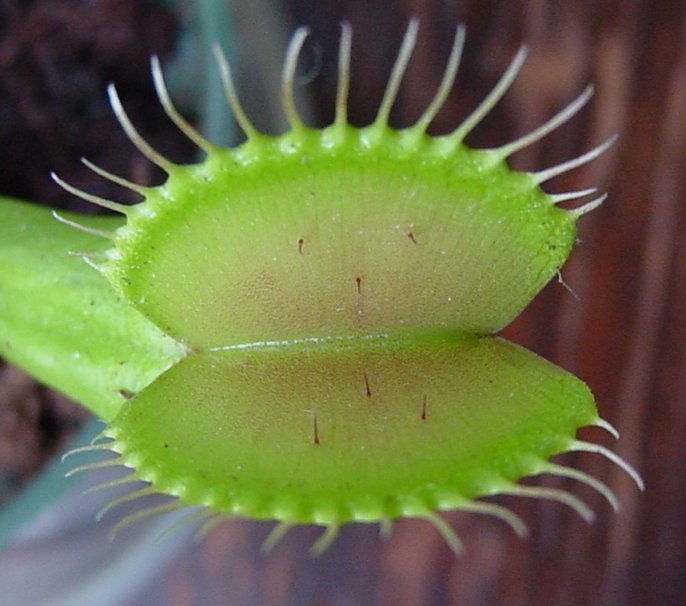 Venus Flytrap Plant - The Lush Leaf