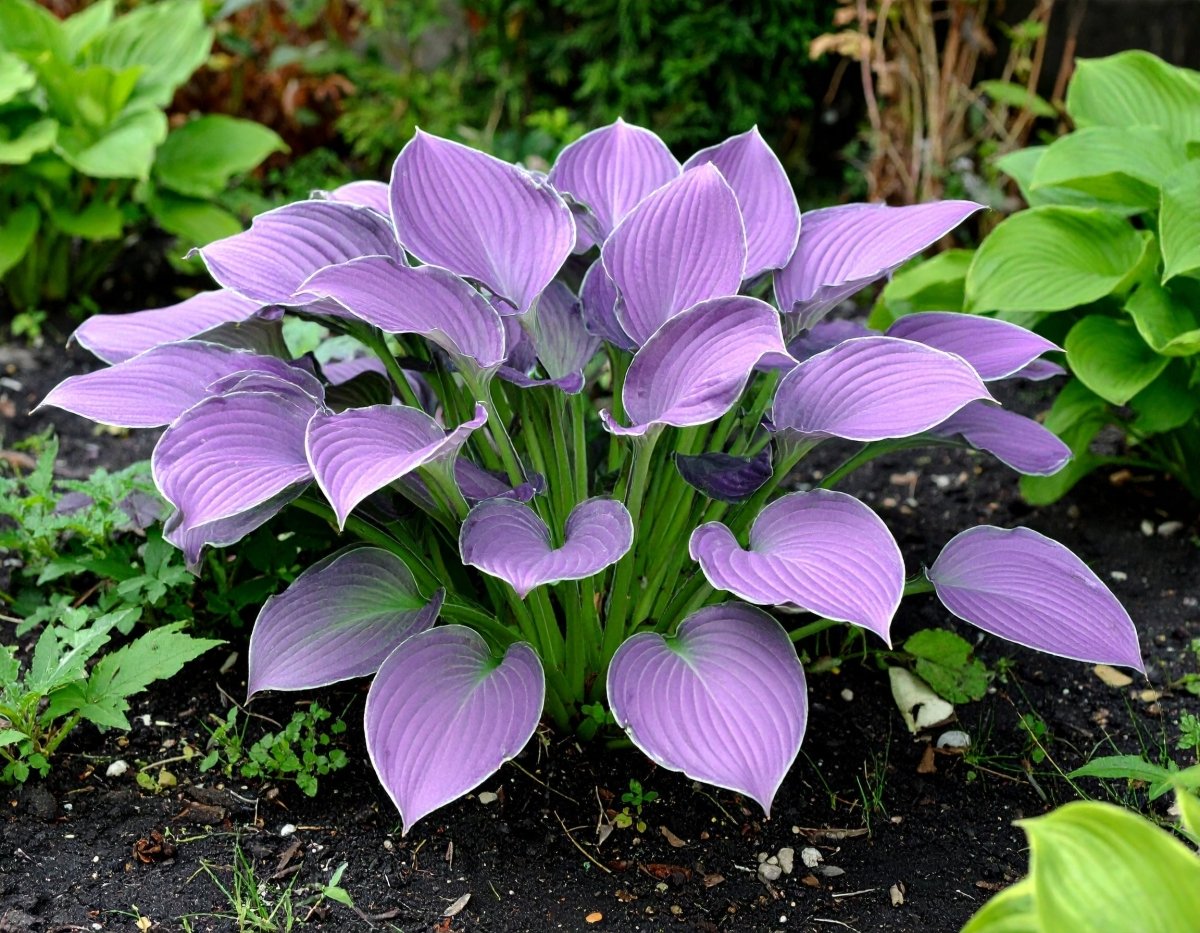 Vibrant Perennial Hostas Plantain Lily Variety Mix (Hosta ventricosa) – The  Lush Leaf