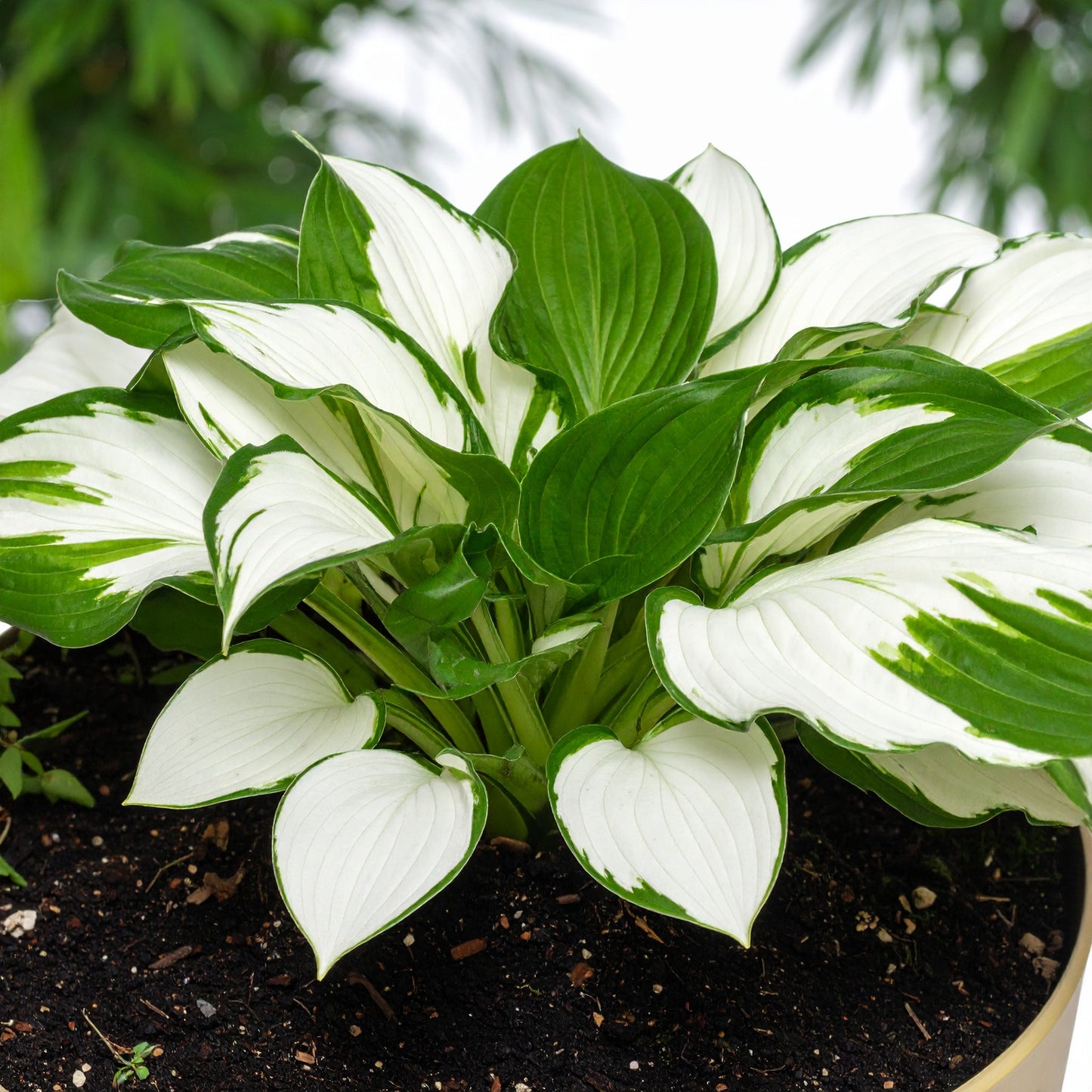 Vibrant Hosta Plantain Lily Variety Mix (Hosta ventricosa)
