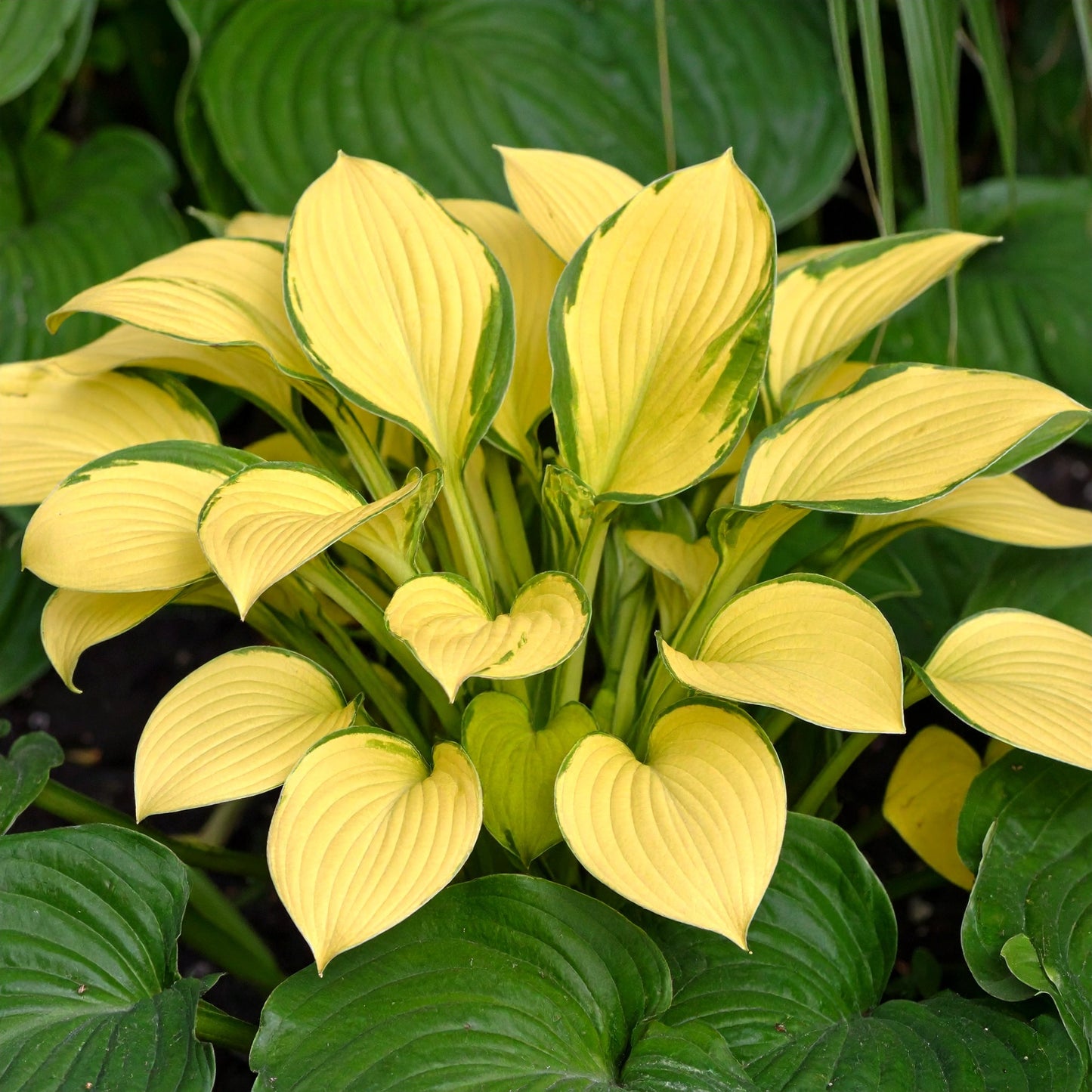 Vibrant Hosta Plantain Lily Variety Mix (Hosta ventricosa)