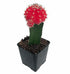 Crimson Crown Red Grafted Moon Cactus