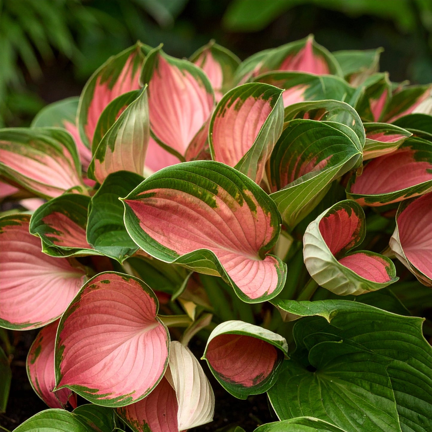 Vibrant Pink and Red Hosta (First Blush Hosta)