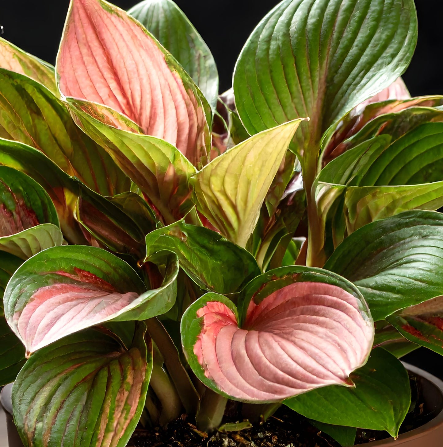 Vibrant Pink and Red Hosta (First Blush Hosta)
