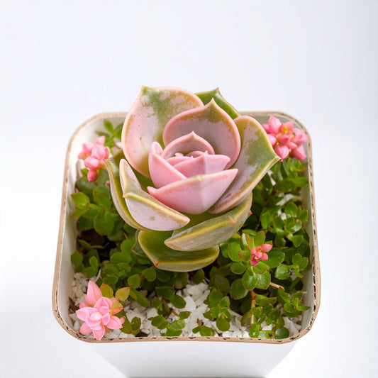 Desert Rose Graptoveria 'Lovely Rose'