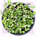 Pearl Cascade Variegated String of Pearls (Senecio rowleyanus 'Variegata')