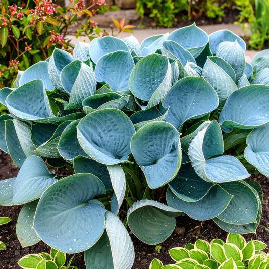 Blue Broad - leaf Plantain Lily Hosta (Hosta Empress Wu) - The Lush Leaf