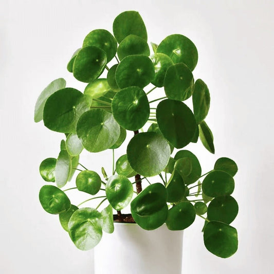 Chinese Money Plant - The Lush Leaf