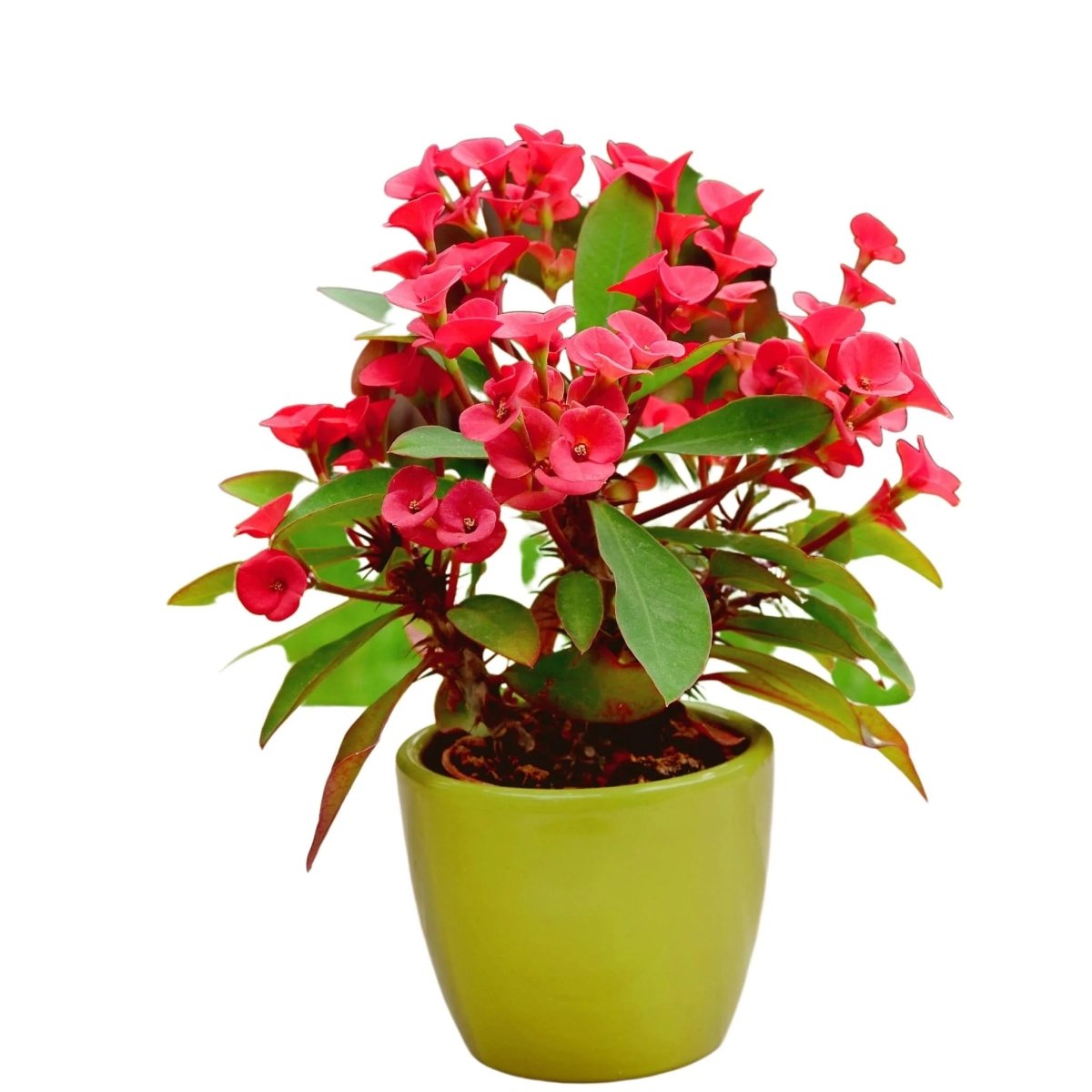 Crown of Thorns - Euphorbia milii - The Lush Leaf