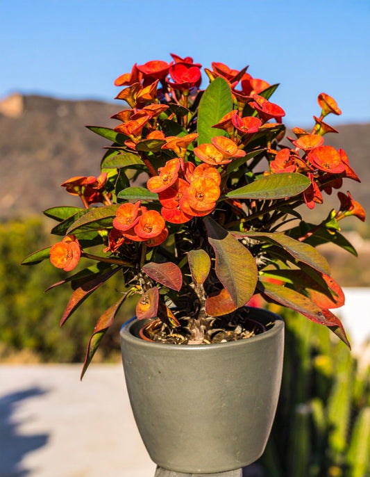 Crown of Thorns * Newly Named The Crown Of Growth & Beauty - Euphorbia milii - The Lush Leaf