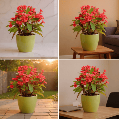 Crown of Thorns * Newly Named The Crown Of Growth & Beauty - Euphorbia milii - The Lush Leaf