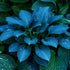 Azure Ripples Deep Blue Hosta