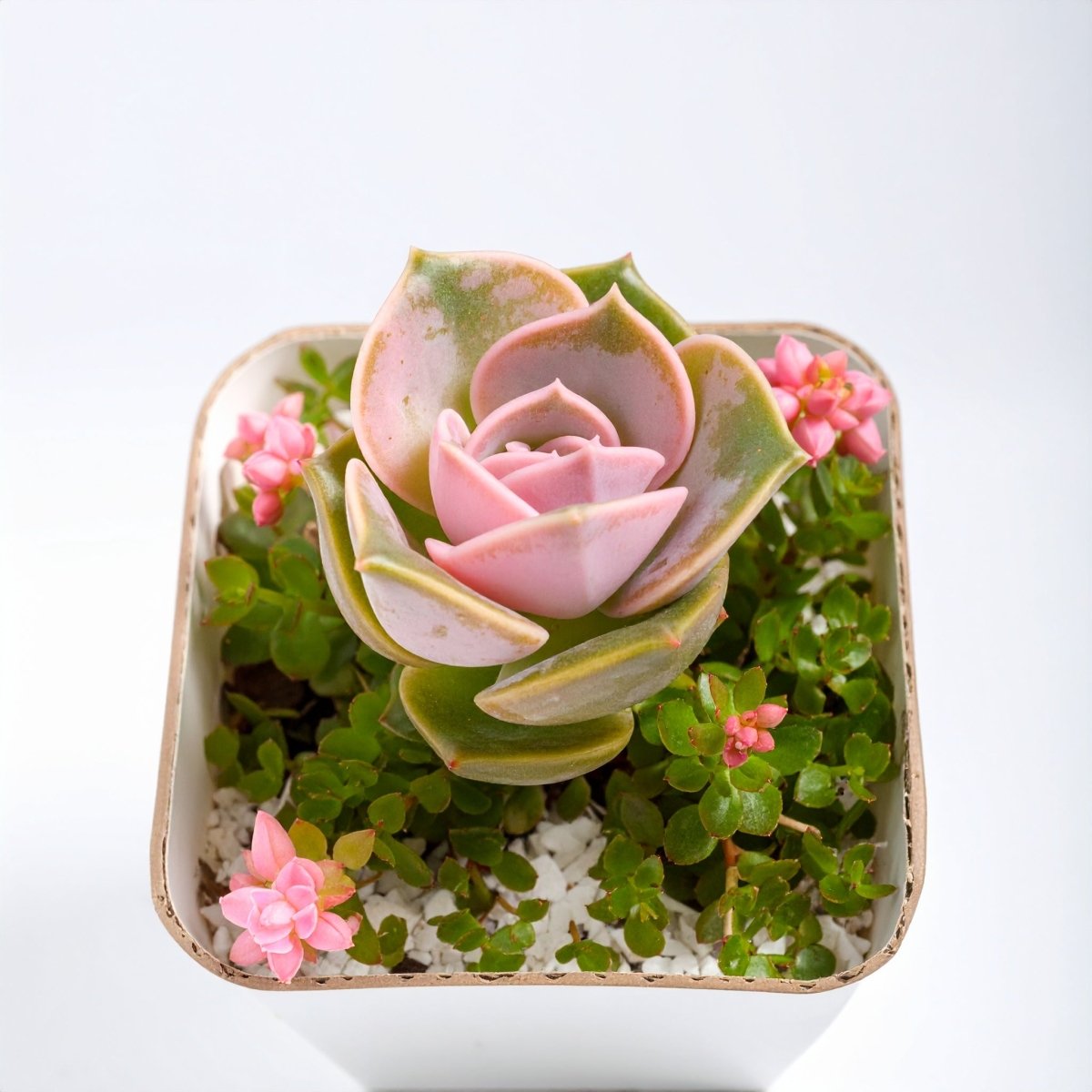 Desert Rose Graptoveria 'Lovely Rose' - The Lush Leaf