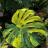 Golden Aura Variegated Monstera (Monstera deliciosa 'Aurea')