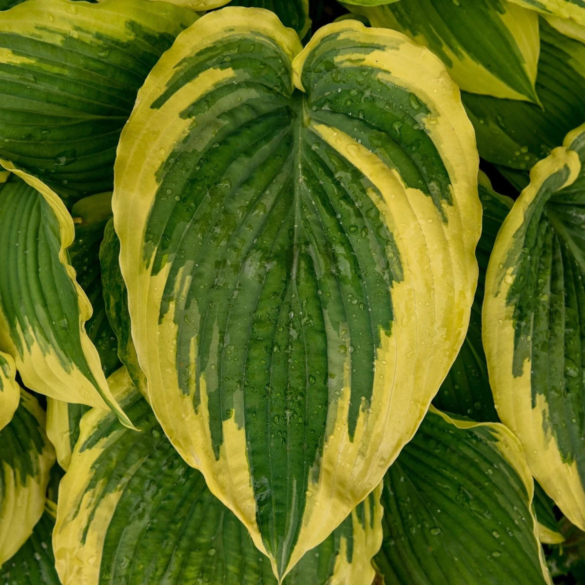 Hosta Drop Dead Gorgeous 5.25" Pot Well Rooted Perennial Shade Plant Stunning - The Lush Leaf