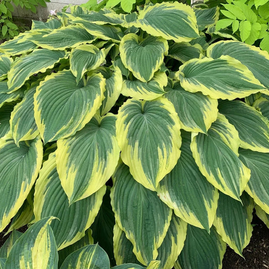 Hosta Drop Dead Gorgeous 5.25" Pot Well Rooted Perennial Shade Plant Stunning - The Lush Leaf