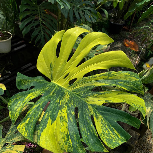 Golden Aura Variegated Monstera (Monstera deliciosa 'Aurea')