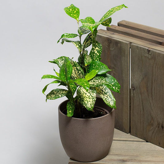 Japanese Dracaena Bamboo Florida Beauty - The Lush Leaf