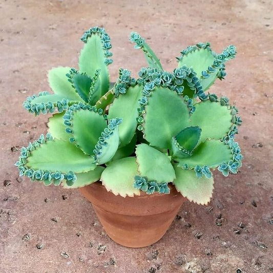Kalanchoe daigremontiana 'Mother of Thousands' - The Lush Leaf