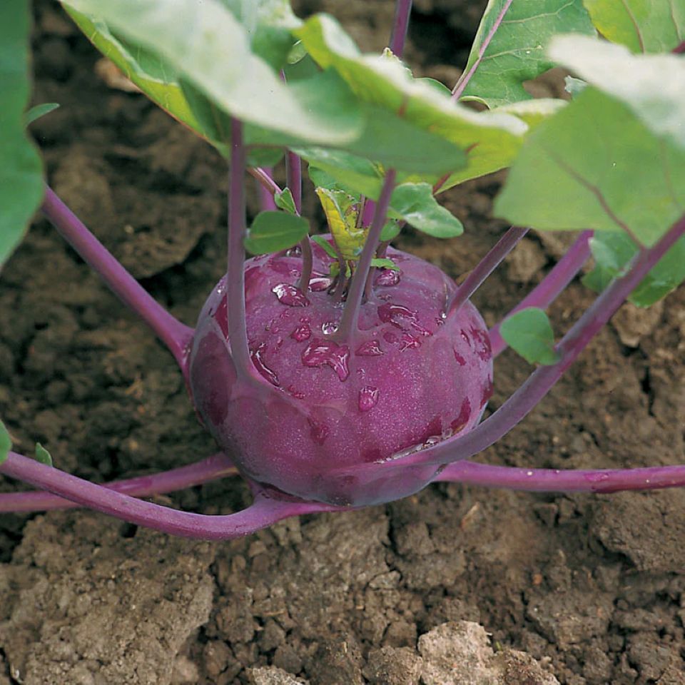 Kohlrabi Konan F1 Seeds (Mystery Type Per Purchase) - The Lush Leaf