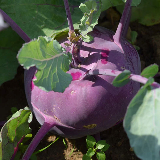 Kohlrabi Konan F1 Seeds (Mystery Type Per Purchase) - The Lush Leaf