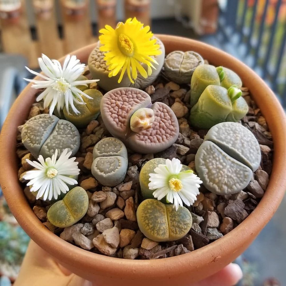 Lithops 'Living Stones' - The Lush Leaf