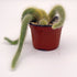 Monkey Tail Cactus
