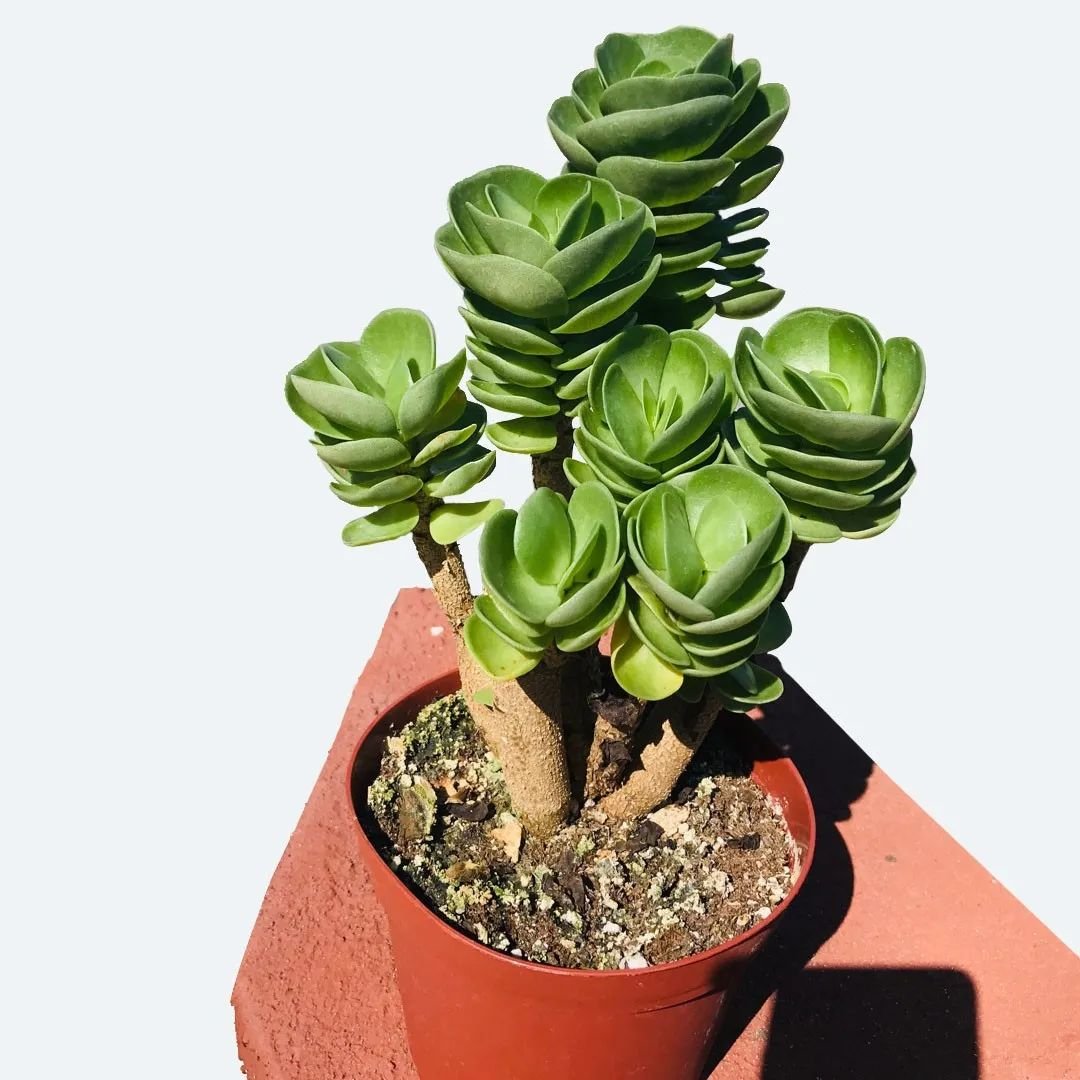 Petal Leaf Succulent (Portulaca molokiniensis) - The Lush Leaf