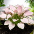 Rose Blush Pink Lushleaf Hosta