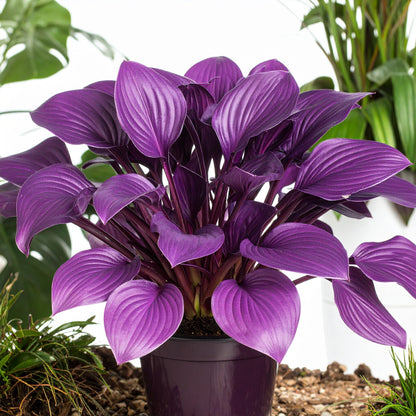 Vibrant Hosta Plantain Lily Variety Mix (Hosta ventricosa)