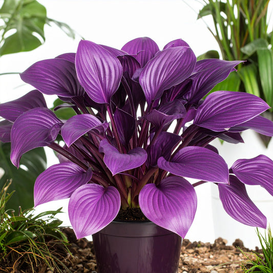 Purple-Red First Blush Hosta