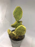 Rare Golden Swirl Cactus
