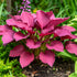 Purple Hosta Plantain Lily (Hosta ventricosa)
