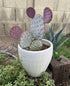 Santa Rita Purple Prickly Pear Cactus