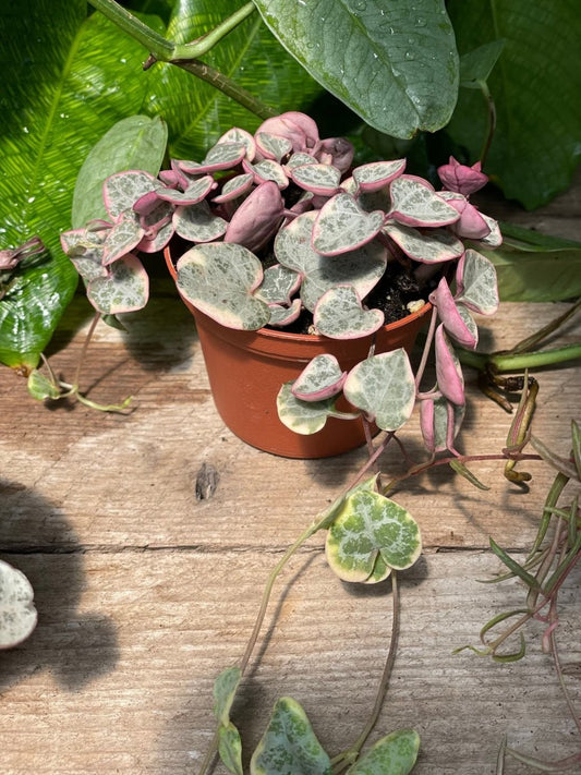 String of Hearts - Variegated - The Lush Leaf