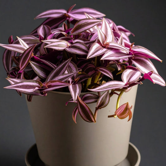 Velveteen Trails Pink Furry Wandering Dude (Tradescantia blossfeldiana 'Pink Furry') - The Lush Leaf