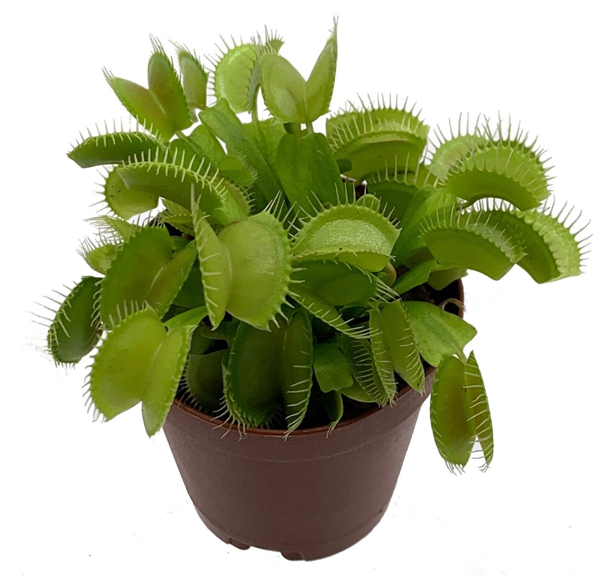 Venus Flytrap Plant - The Lush Leaf