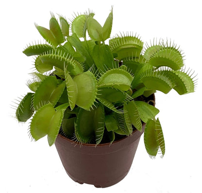Venus Flytrap Plant - The Lush Leaf
