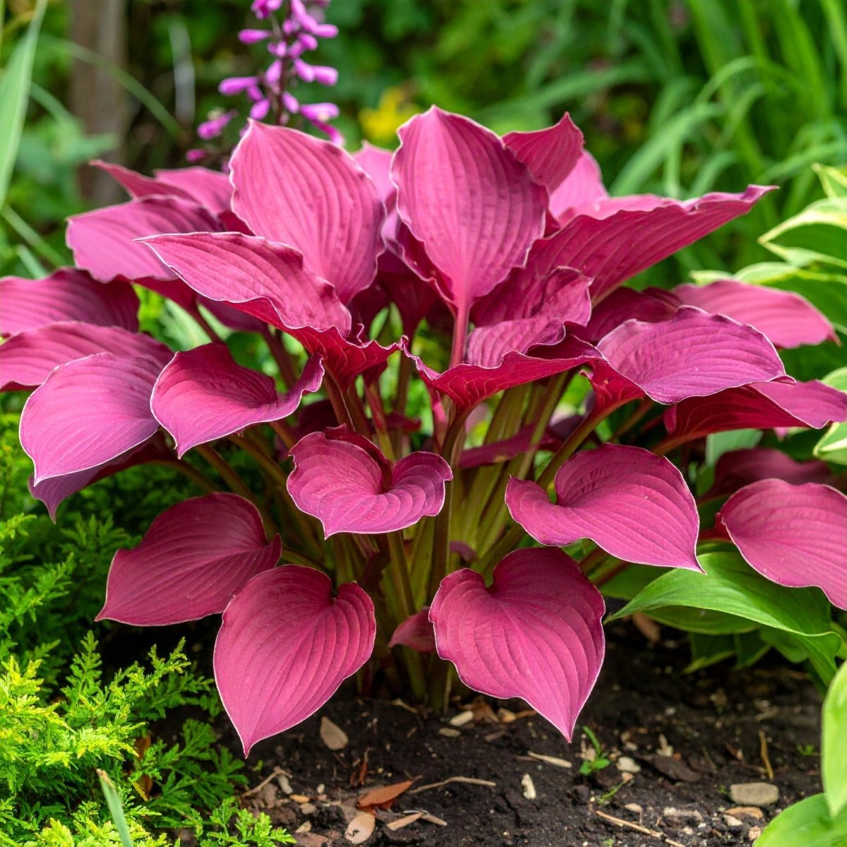 Vibrant Perennial Hostas Plantain Lily Variety Mix (Hosta ventricosa)