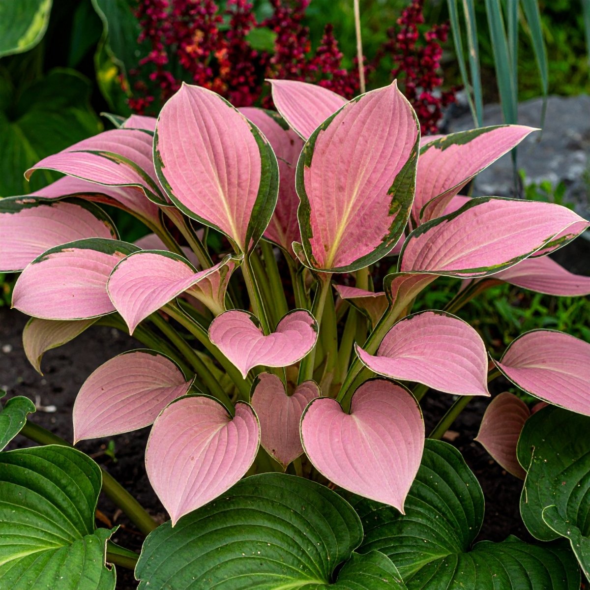 perennial hostas plantain lily flower Vibrant Perennial Hostas Plantain Lily Variety Mix (Hosta ventricosa)
