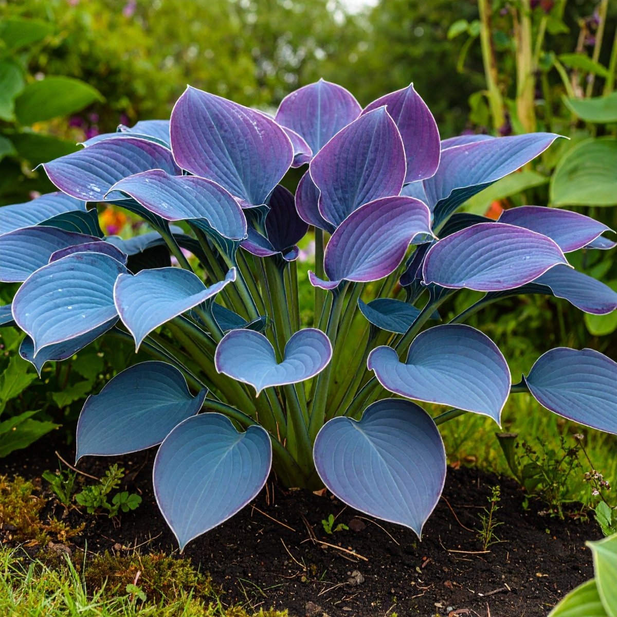 Vibrant Hosta Plantain Lily Variety Mix (Hosta ventricosa) - The Lush Leaf