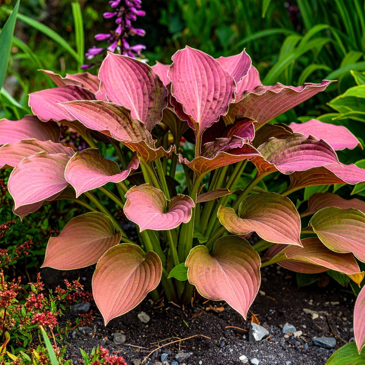 perennial hostas plantain lily flower Rare Perennial Colorful Ground Cover Hostas - Asian Plantain Lily