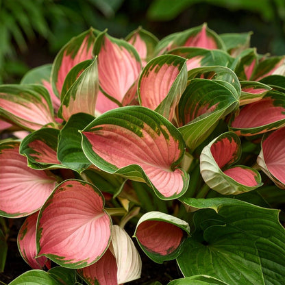 Vibrant Hosta Plantain Lily Variety Mix (Hosta ventricosa) - The Lush Leaf