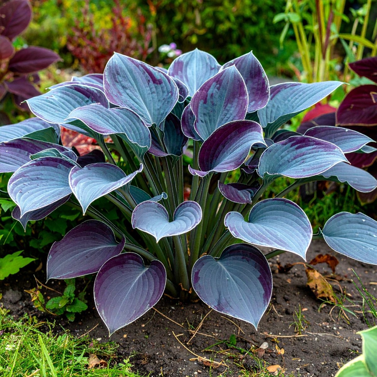 hosta plants Vibrant Perennial Hostas Plantain Lily Variety Mix (Hosta ventricosa)